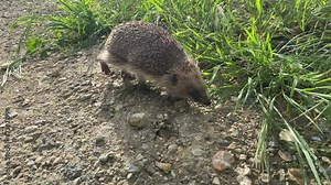 Hedgehog walking around the grass path searching for food