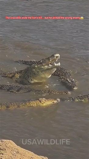 😱One Zebra Started an Epic Lion vs Crocodile War.........#short