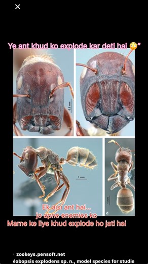 Aliya on Instagram: "This Ant Explodes To Kill Enemies 😳 | Exploding Ant Fact explodingant #animalfacts #wildfacts #naturefacts #wildverse #insectfacts crazyanimals shortsviral naturesecrets factshorts wildlife @mrbeast"