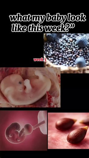 Week 3-5 Pregnancy Baby Size Comparison and Nutrition Tips