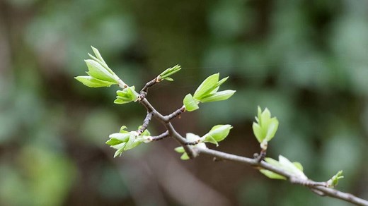 Question de science. Pourquoi les bourgeons éclosent-ils au printemps ?