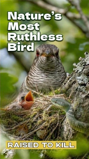 The Most Ruthless Bird Mother in Nature