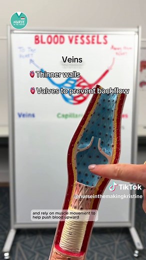 Understanding Blood Vessels: Arteries, Veins, and Capillaries