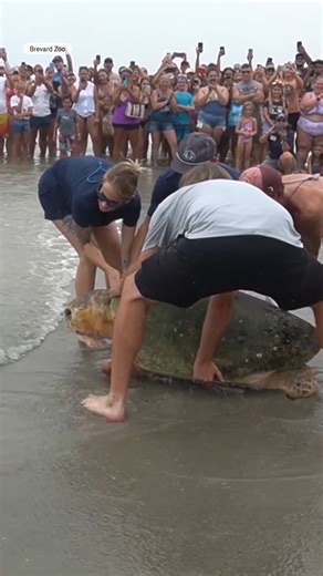 Bubba is going back to the sea! The 375-pound loggerhead turtle is the largest to be treated at Brevard Zoo. He was brought in on April 10th after injuring both front flippers in a predator attack. He received 3 months of treatment and was just released back into the Atlantic. #savewildlife #seaturtle | Pattrn