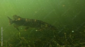 A pike in a medium shot, side view, then it turns. Check my gallery for other pike footages