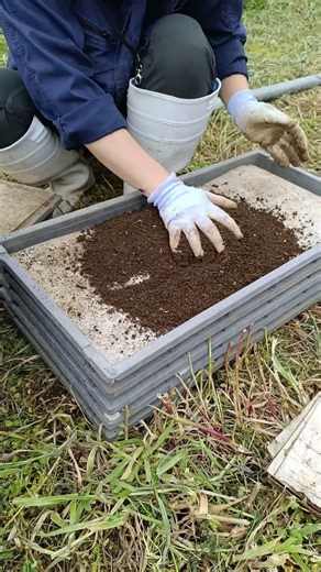 稲用育苗箱に土充填中