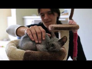 The incredible images of the wolf cat aka the Lykoi Cat