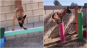 Graceful Dog Successfully Completes a Challenging 'American Ninja Warrior' Style Obstacle Course