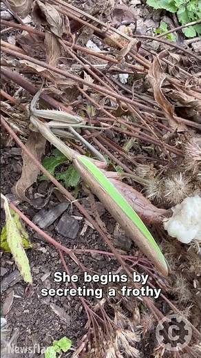 Nature’s Time-Lapse — Watch a Chinese Mantis Lay Her Ootheca in Real Time!