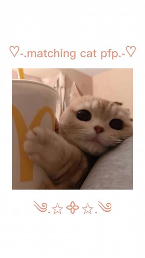 Matching Cat Profile Pictures for Friends