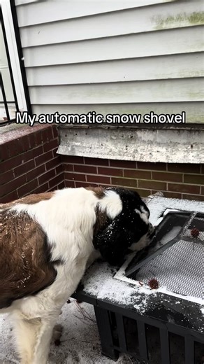 If anyone wants to borrow her, hit us up #saintbernard #snowdogs #bigdog #snow