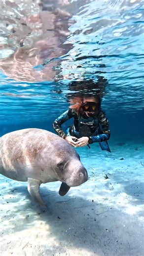 A rare experience where land and sea meet 💙 🎥 @narcosis27 #ScubaDotCom #OceanMyWay #UnderwaterWorld | Scuba.com