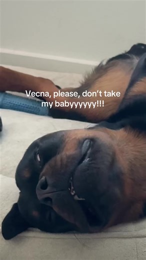 Caring for Your Rottweiler Puppy: Tips and Tricks