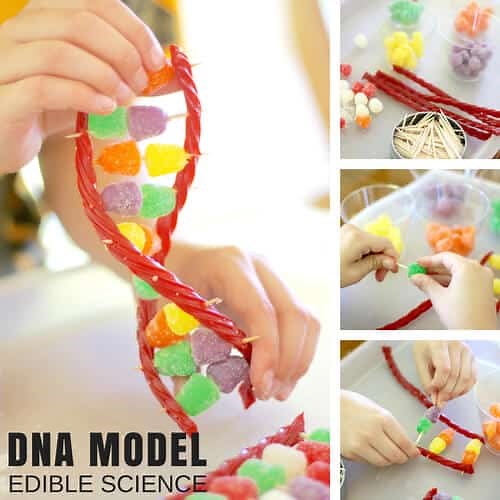DNA Model Project With Candy - Little Bins for Little Hands