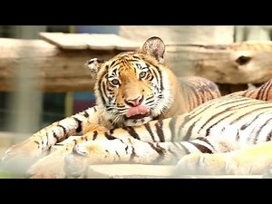 How Tigers Help Control Invasive Species in Their Habitats?