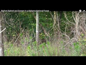 Bigfoot Sighted and Scream in a Alabama National Forest