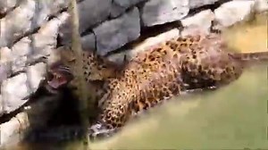 1.5K views · 72 reactions | Watch: Villagers use ladder to rescue...