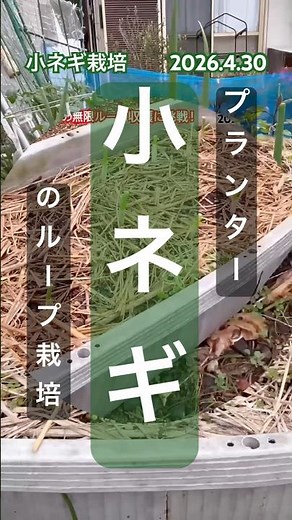 [Growing green onions in a planter] They're growing bigger and bigger! #greenonions