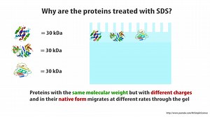 SDS PAGE principles - simple animated tutorial