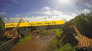 Live Webcam Giraffes, National Zoo Rabat Morocco