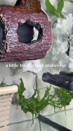 trying out some new plants and a new light! #bettatok #bettafish #fish #fishtok