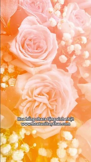 Hoa hồng ohara tặng sinh nhật💖. Zalo 0903745911-0903345911 #hoatuoihuythao #hoasinhnhat #ohara