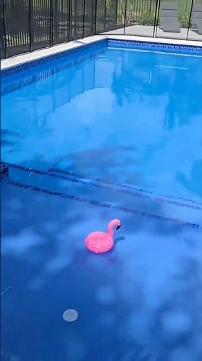 A modern pool design with balanced landscaping and soft lighting. Built to look good in the night.