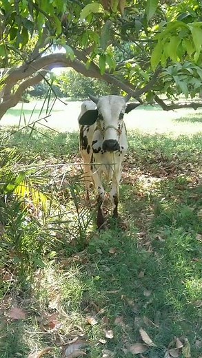 Bull Sound | Australian Bull Ke Voice | Bachra Voice | Bull Sound Effect for Relaxation