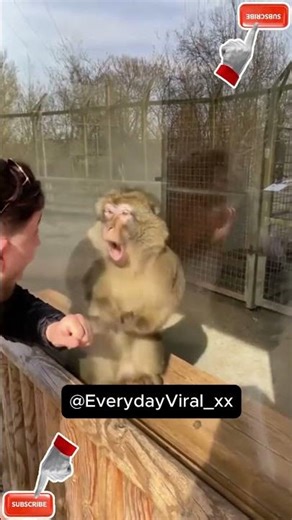 A ROBBING MONKEY? #shorts