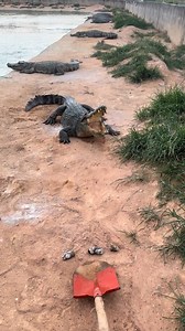 Must be angry #crocodile #wildlife #asmr #crocodiles #crocs | Animal World