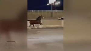 These are Inside Edition's wildest animal antics caught on tape in 2024. | Inside Edition