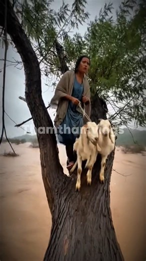 Scared Woman w/ her goats rescued by Helicopter #flood #typhoon #srilanka #rescue #cyclone