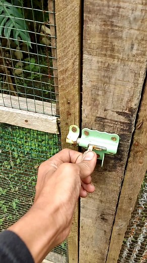 Renovasi Aviary Kayu untuk Burung Kutilang