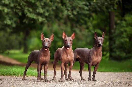 Xoloitzcuintli Prices in 2024: Purchase Cost, Vet Bills, and More!