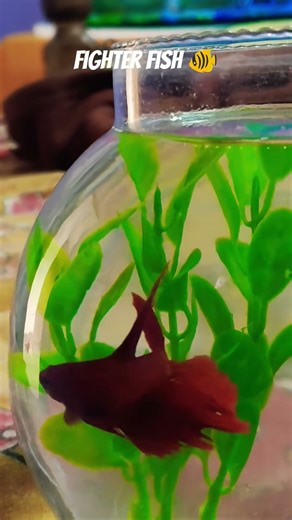 Fighter Fish 🐠 Action Mode 😱 | Beautiful Betta Fish Fight Vibes | Satisfying #shorts #fish #andrast