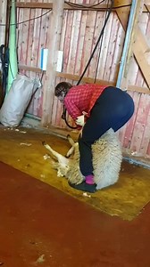5.5K views · 69 reactions | Speed shearing  | Shearing Industry Culture | Facebook