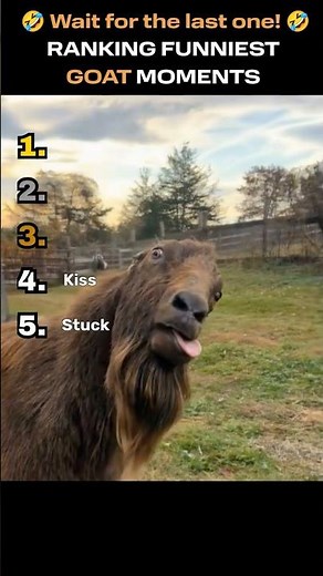 Ranking Funny Goat Moments
