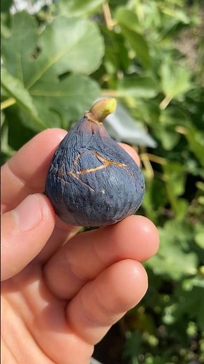 Bass' Favorite Fig - AKA Calderona #fig #figtree #figboss #gardeningtips #fruittrees