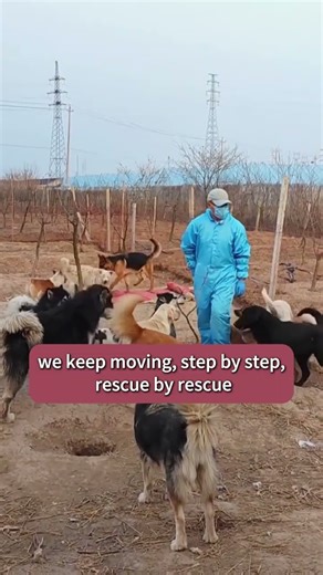 MatePet Dog Meat Market Rescue! As long as there’s one more soul to save, we’ll keep going
