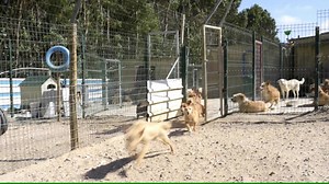 CONHECER A APA Da autoria de Tiago Frazão, estes minutos de filme revelam um bocadinho da ternura que pode ser vivida neste Abrigo por quem nos visita. Adopte! Ganhe um amigo para a vida. | APA- Associação de Protecção aos Animais de Torres Vedras