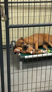 11K views · 235 reactions | Wesley (A276508) finding comfort in his...