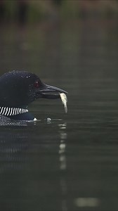 Loons feeding their baby | Harry Collins Photography
