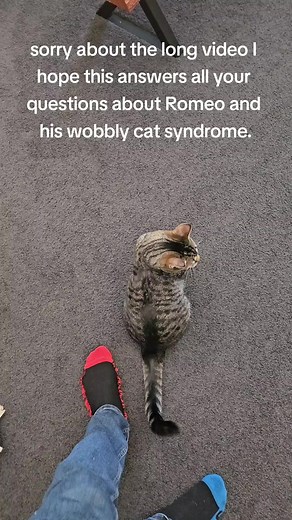 Understanding Romeo's Cerebellar Hypoplasia: A Tale of a Wobbly Cat