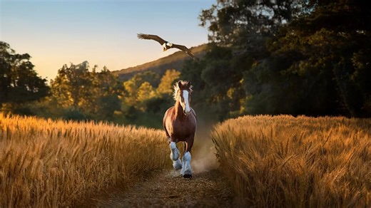 'Free Bird' and Clydesdales: Inside Budweiser's 2026 Super Bowl ad