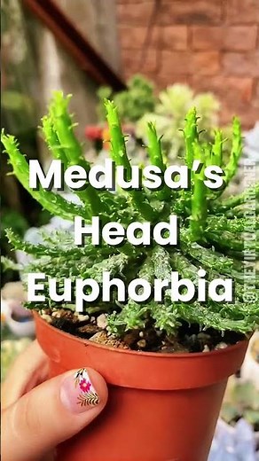 Plants So Strange You’ll Think They’re From Another Planet 👽🌿