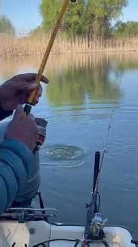 👉 "Ciortanii dominated the spring in the Danube Delta | Big carps retreated to the lakes" #deltad...