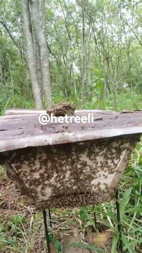 Bee Farming 101: Where Aggressiviness Meet Dedicative Buzz Bees. #honeybeesting #beekeeper #beefarm