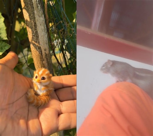 ตัวที่วัดก็น่ารักนะ🥰แต่ดื้อไปหน่อยเท่านั้นเอง😅😆เห็นนิ่งๆ เหมือนกระแตหลับ แต่ถ้าขยับคือดื้อมาก!...#กระแต #กระแตน้อย #เจ้ากระแตวัด #กระแตขี้ดื้อ #กระแตสายแสบ | Kridsana Sanghol