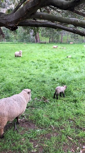 Did you know that lambs have a unique baa? When a sheep talks, it’s called bleating. Each sheep has a special bleat, like a signature, so they can tell each other apart. Can you hear how this mum calls for her babies? [VD: Lambs are running across a lush green paddock at Collingwood Children's Farm towards a ewe to feed.] #collingwoodchildrensfarm #lamb #lambs #lambsofinstagram #cityfarm #urbanfarm #regenerativeagriculture #urbanfarming | Collingwood Children's Farm