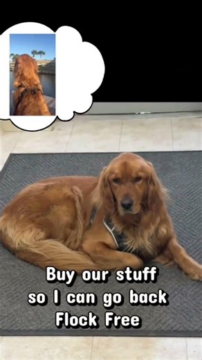 How to go on vacation 🌴#flockfree #howto #dog #cash #shorts FlockFeee.com